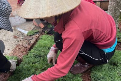 Lao động cải tạo khi trẻ chưa đến lớp Lao động cải tạo khi trẻ chưa đến lớp